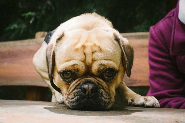 Most Common Food Allergies-1-2