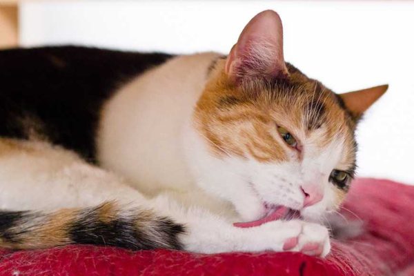 Over-grooming problems-1