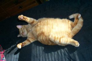 Overweight Cats-1