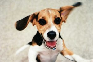 Puppy Proofing Checklist-1