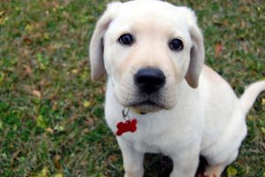 Puppy Tooth Loss  What Age-1