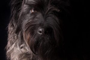Schnauzer