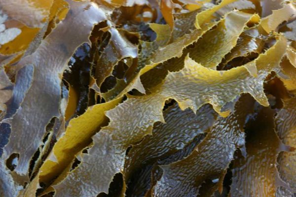 Seaweed-1