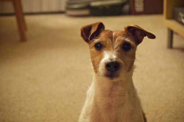 Should I induce vomiting after my dog ingests a toxin-1