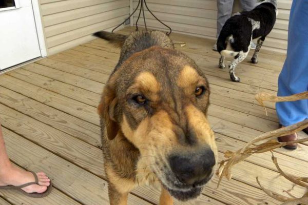 Some Common Triggers For Dog Aggression-1