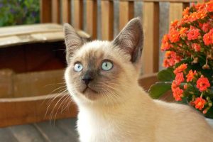 Ten Things Every Cat Parent Should Remember-1