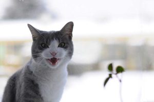 Training Your Cat to be Quiet-1