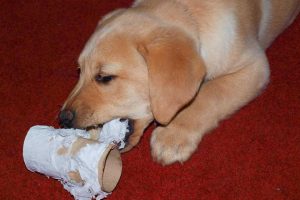 When Your Dog Eats Your Bathroom Trash-1