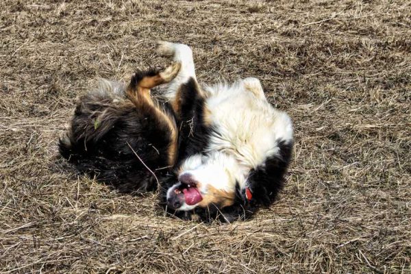 Why Do Dogs Like to Roll in Smelly Scents-1