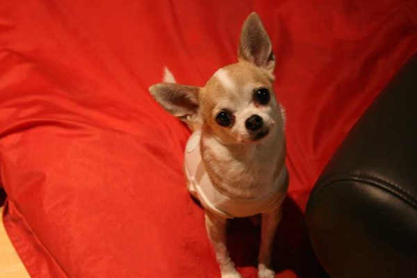 Why Do Dogs Tilt Their Heads-1