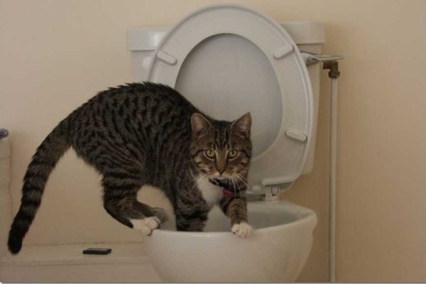 Why Does my Cat Drink From the Toilet-1