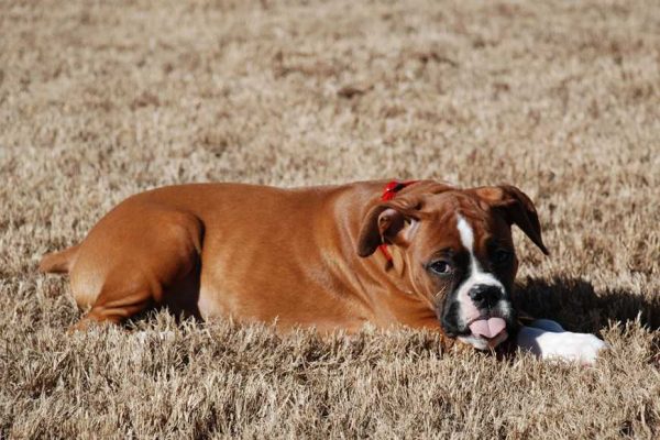Why Pooches Eat Poop-1