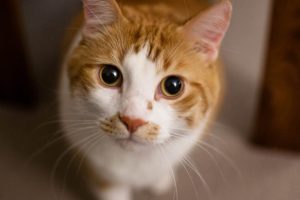 Why Your Cat Shouldn’t Go Vegan-1