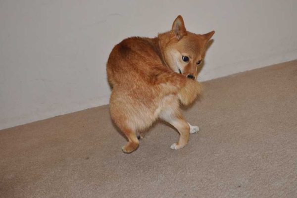 Why do dogs chase their tails-1