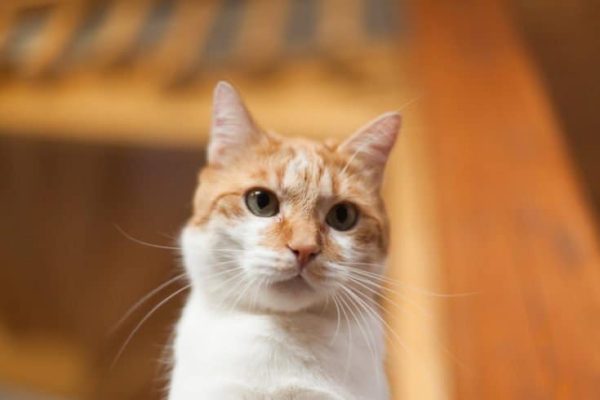 Your Cat’s Whiskers-1