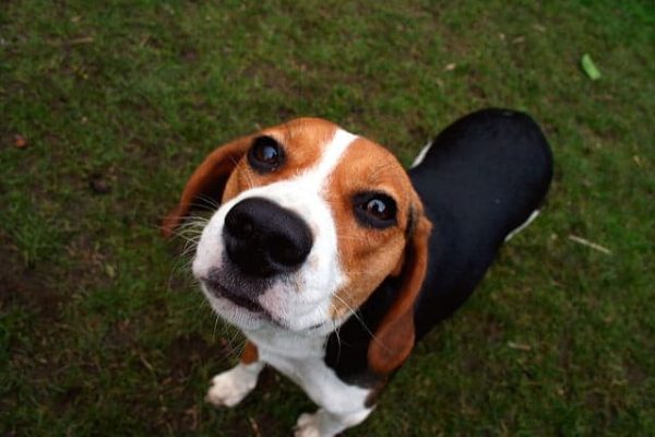 beagle-1