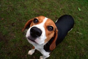 beagle-1
