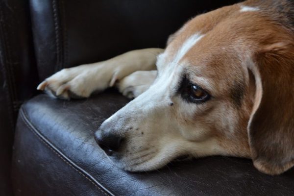 beagle-995637_1280