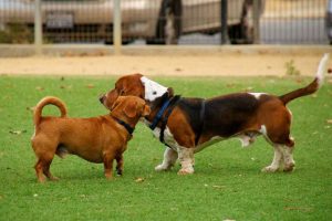 bully and aggression-1