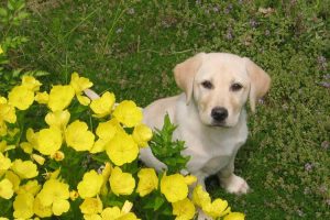 can dogs see colors-1