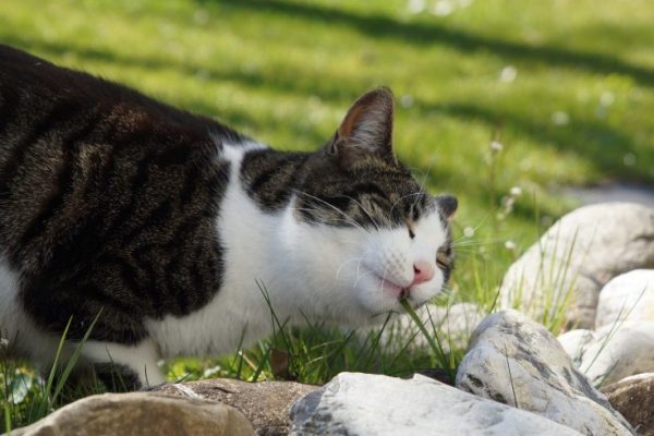 cat-4089327_1280