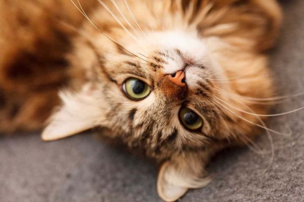 nice cat