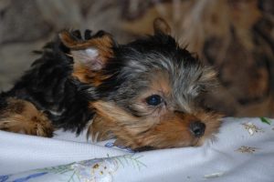 charming-3212135_1280