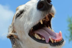 狗狗服從訓練 模範犬的6大規範