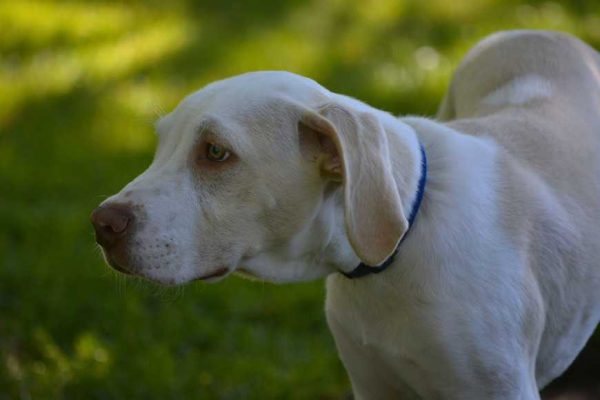 diagnose-heartworm-disease-1