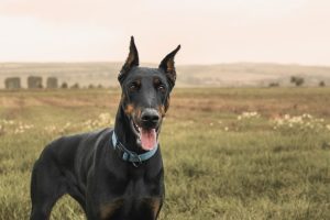 doberman-1177919_960_720