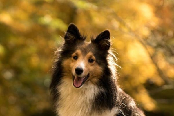 dog-1007598_960_720