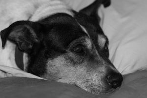 dog-1148875_1280