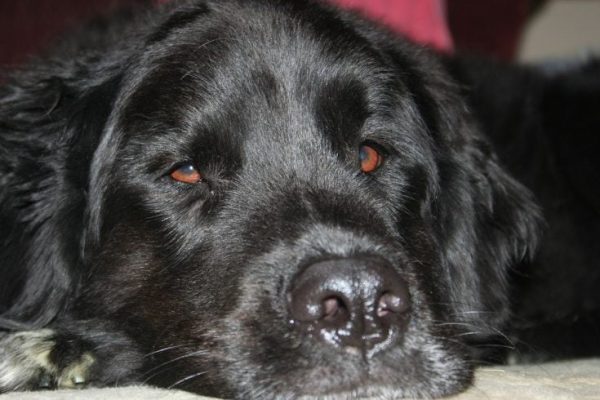 dog-1427350_1280
