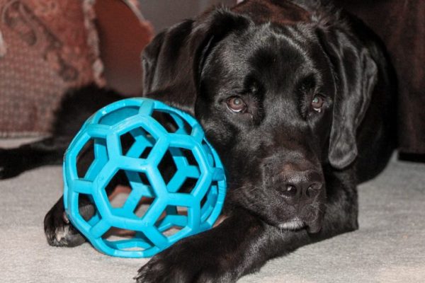 dog-1453739_1280