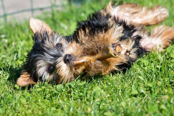 dog-1599078_960_720