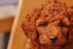 dog-1615770_960_720