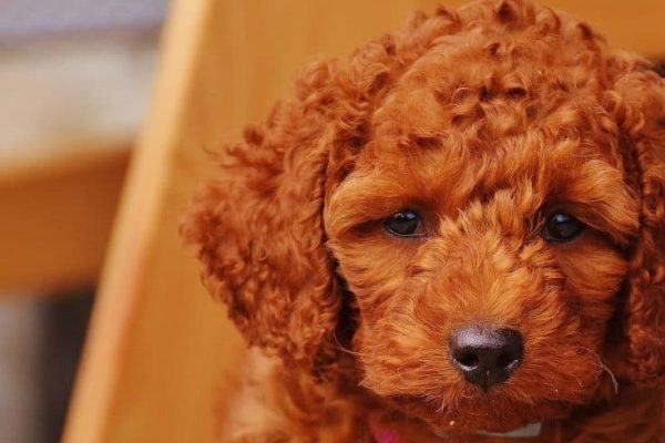dog-1615770_960_720