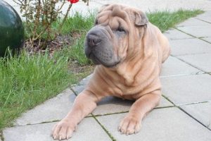 dog-1721499_1280
