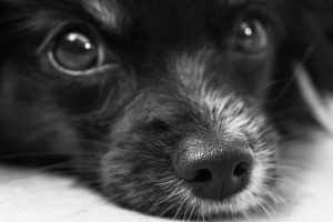 dog-187817_960_720