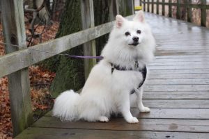 dog-2100992_960_720