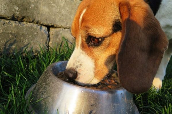 dog-2210717_960_720