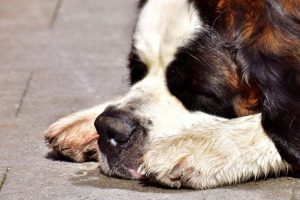dog-2309390_960_720