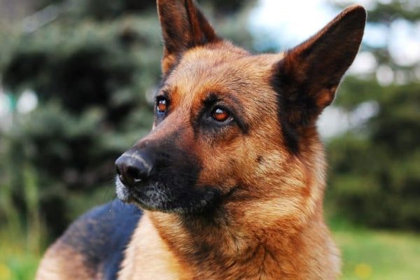 dog-2386814_960_720