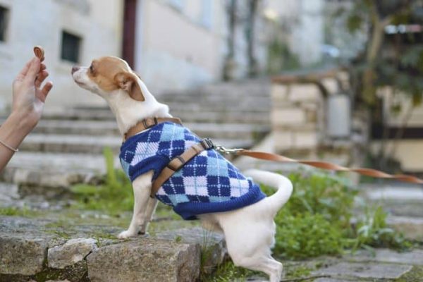 dog-2583282_1280
