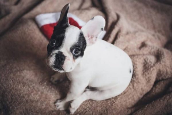 dog-2617517_1280