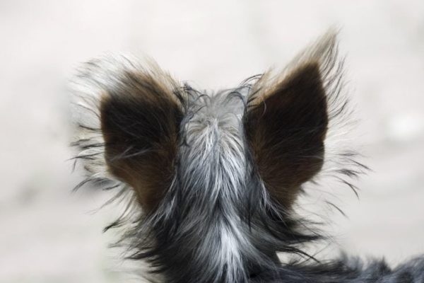 dog-3165767_1280