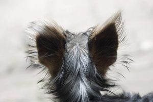 dog-3165767_1280