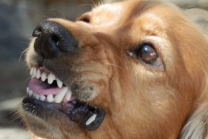 dog-329280_1280