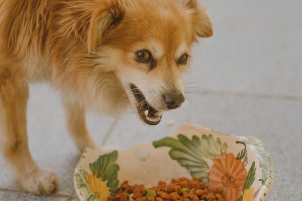 dog-3728607_1280