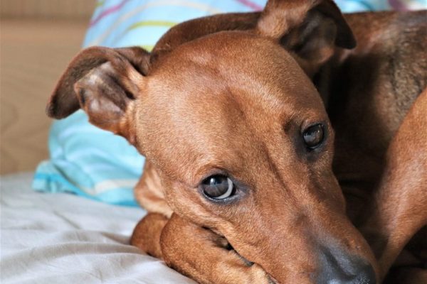 dog-4075775_1280